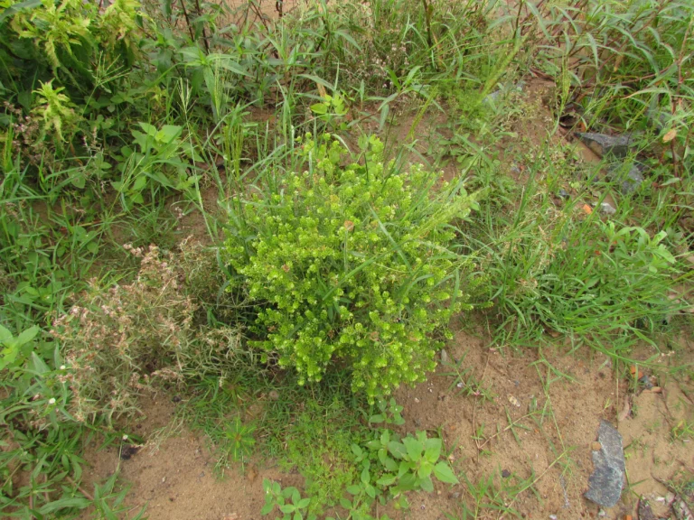Lepidium virginicum (14)