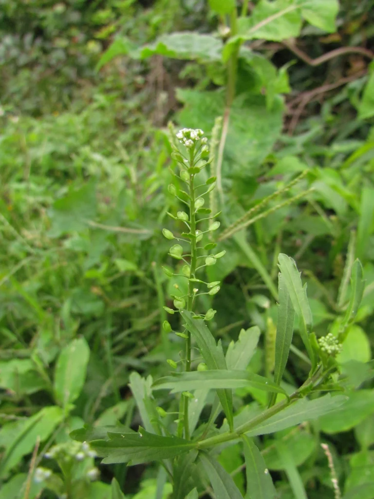 Lepidium virginicum (9)