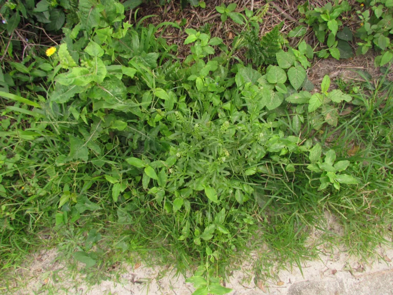 Lepidium virginicum (3)
