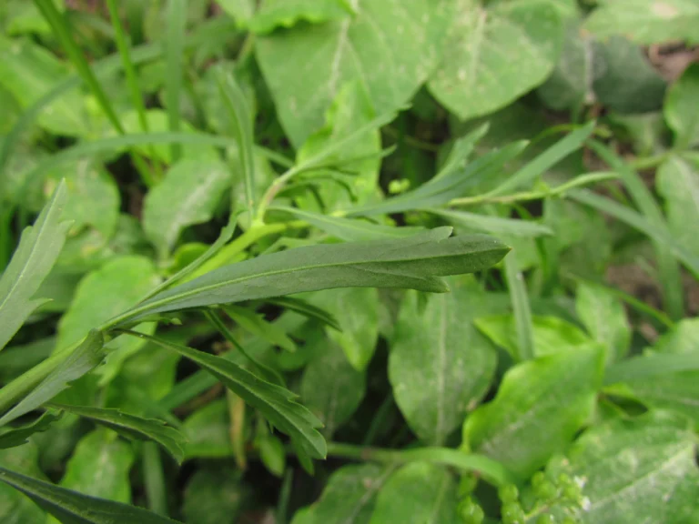 Lepidium virginicum (1)