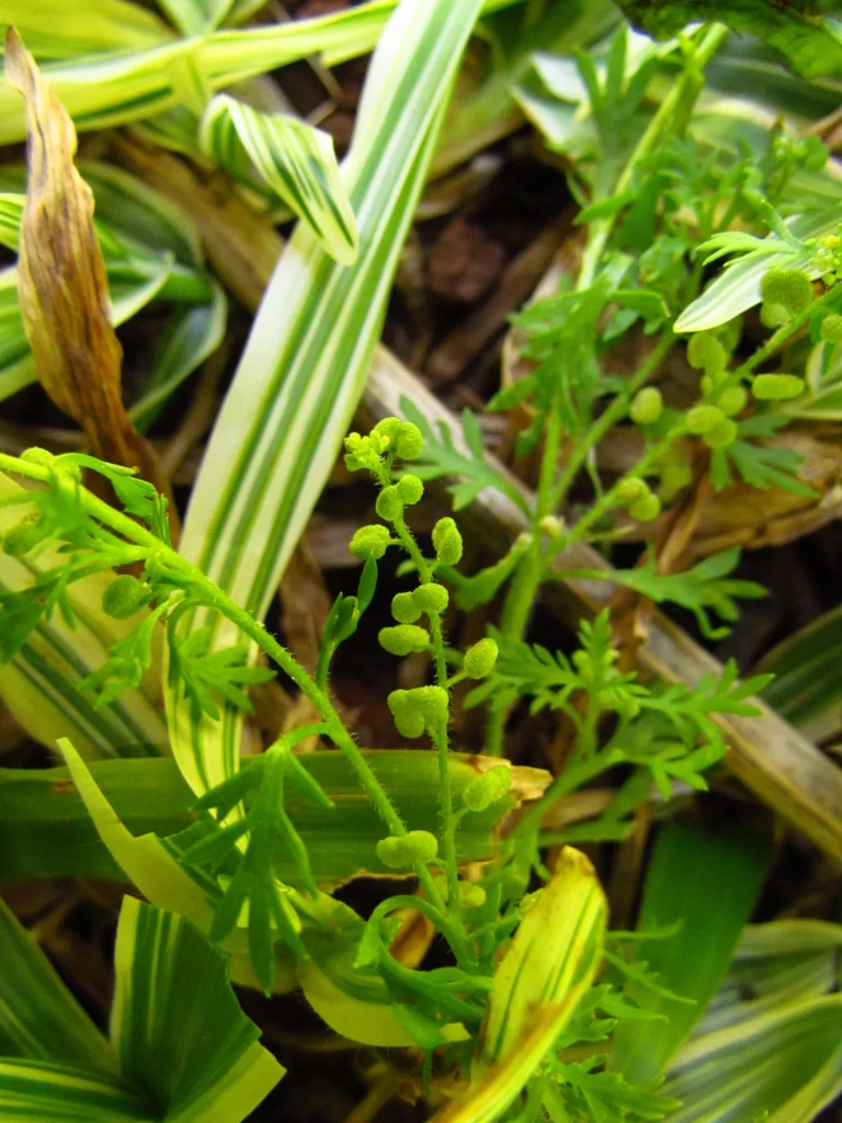 Lepidium didymum (19)