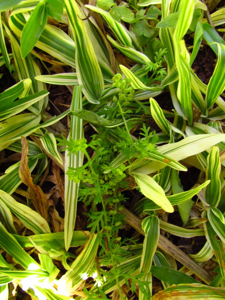 Lepidium didymum (17)