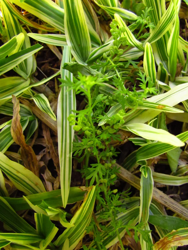 Lepidium didymum (15)