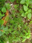 Lepidium didymum (13)
