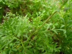 Lepidium didymum (8)