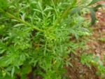 Lepidium didymum (9)