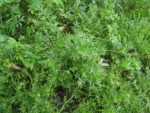Lepidium didymum (4)