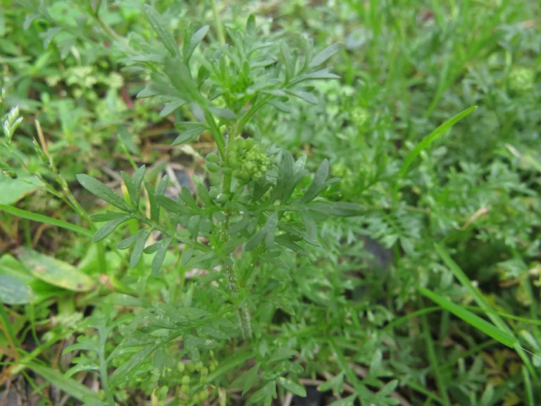 Lepidium didymum (2)