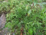 Lepidium didymum (3)