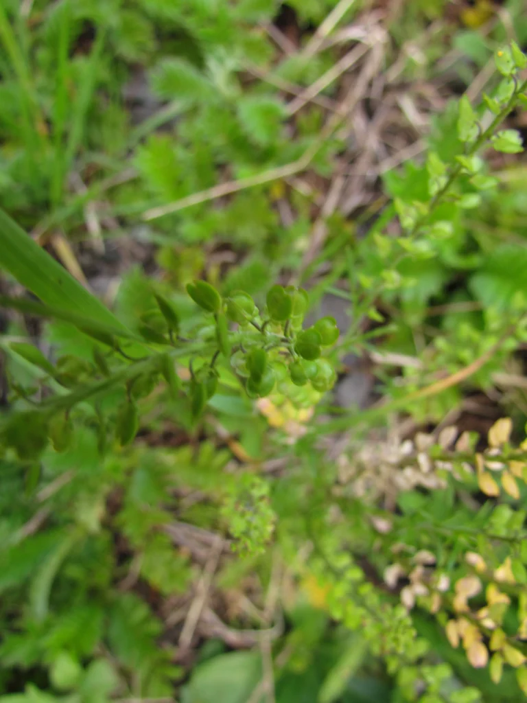 Lepidium auriculatum (10)