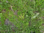 Lepidium auriculatum (3)