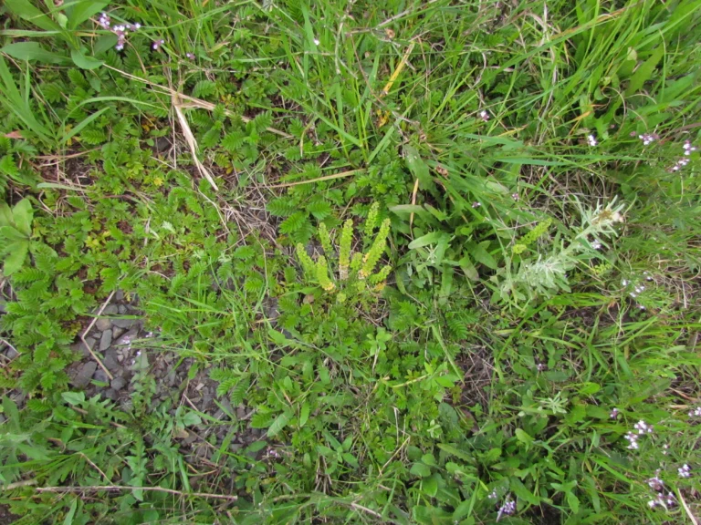 Lepidium auriculatum (3)