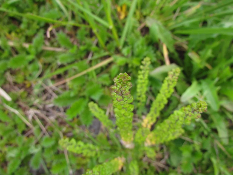 Lepidium auriculatum (5)