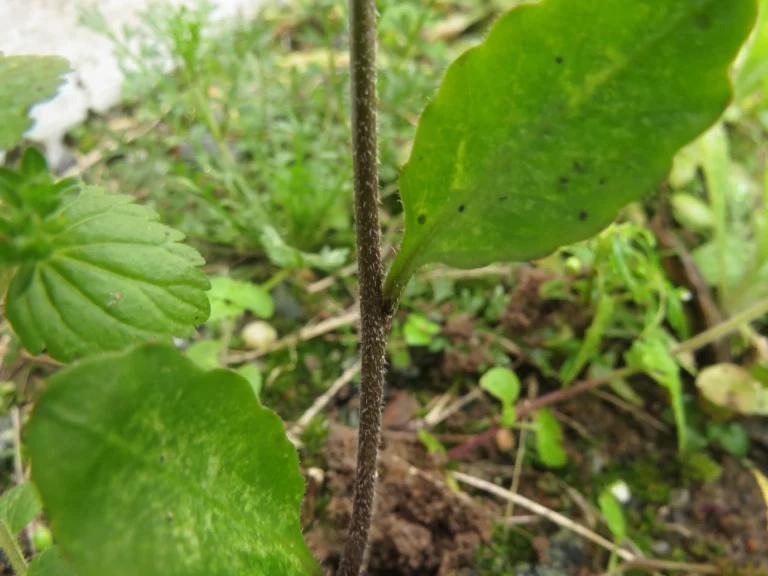 Cardamine chenopodifolia (13)