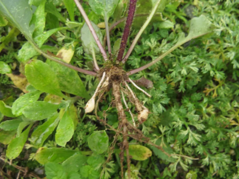 Cardamine chenopodifolia (14)