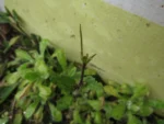 Cardamine chenopodifolia (5)