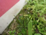 Cardamine chenopodifolia (7)