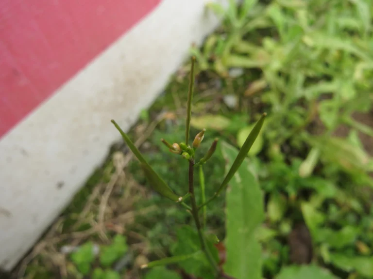 Cardamine chenopodifolia (7)