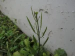 Cardamine chenopodifolia (3)