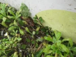Cardamine chenopodifolia (4)