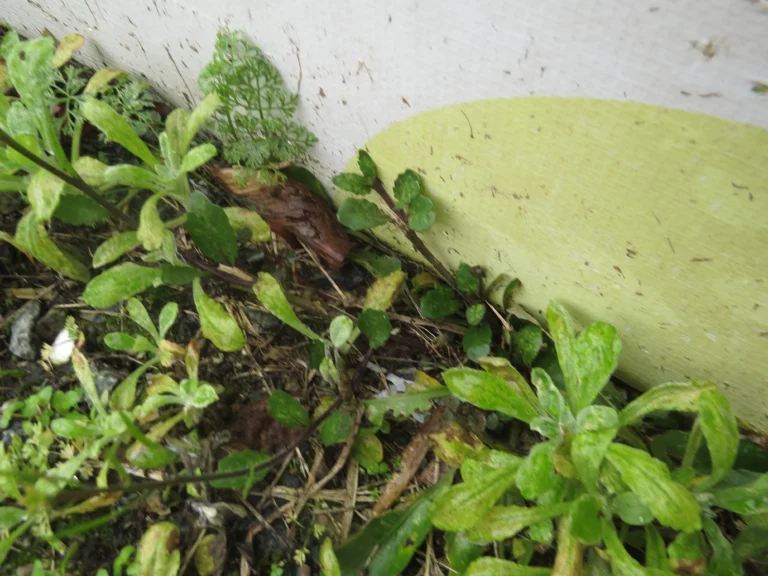 Cardamine chenopodifolia (4)