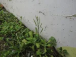 Cardamine chenopodifolia (1)