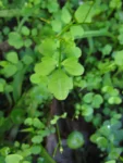 Cardamine bonariensis (28)