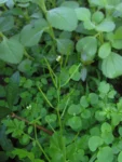 Cardamine bonariensis (25)