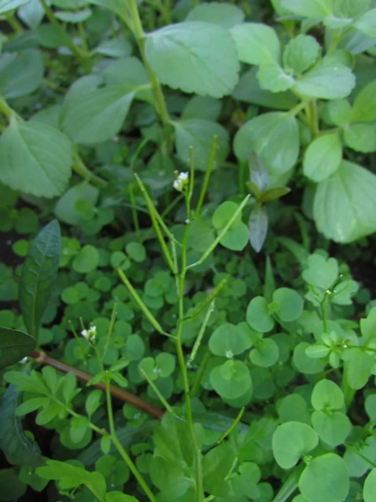 Cardamine bonariensis (25)