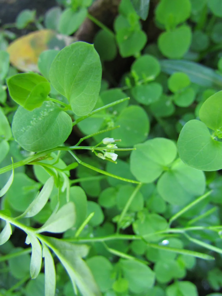 Cardamine bonariensis (19)