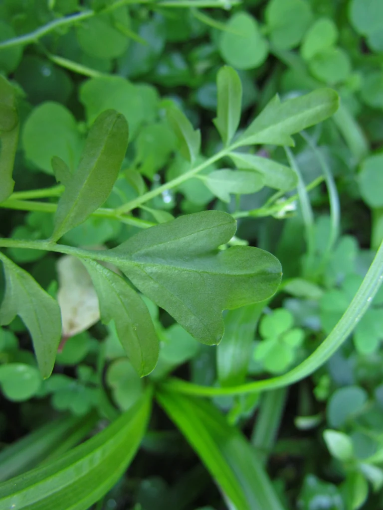 Cardamine bonariensis (18)