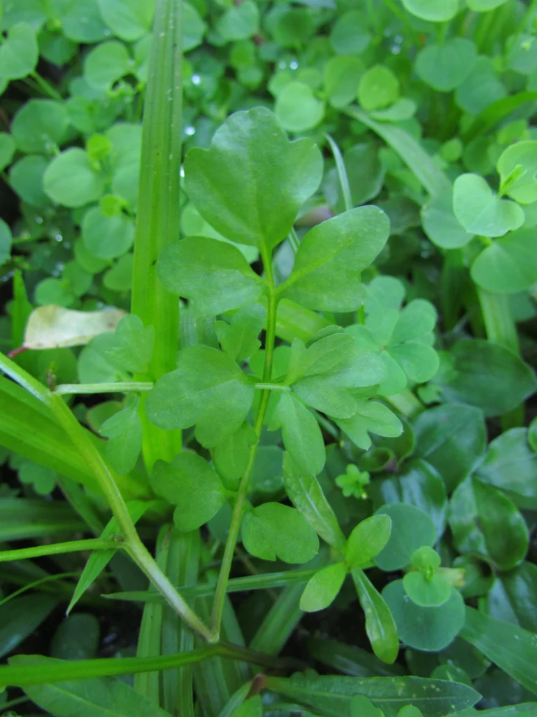 Cardamine bonariensis (15)