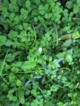 Cardamine bonariensis (13)