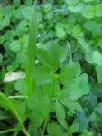 Cardamine bonariensis (14)