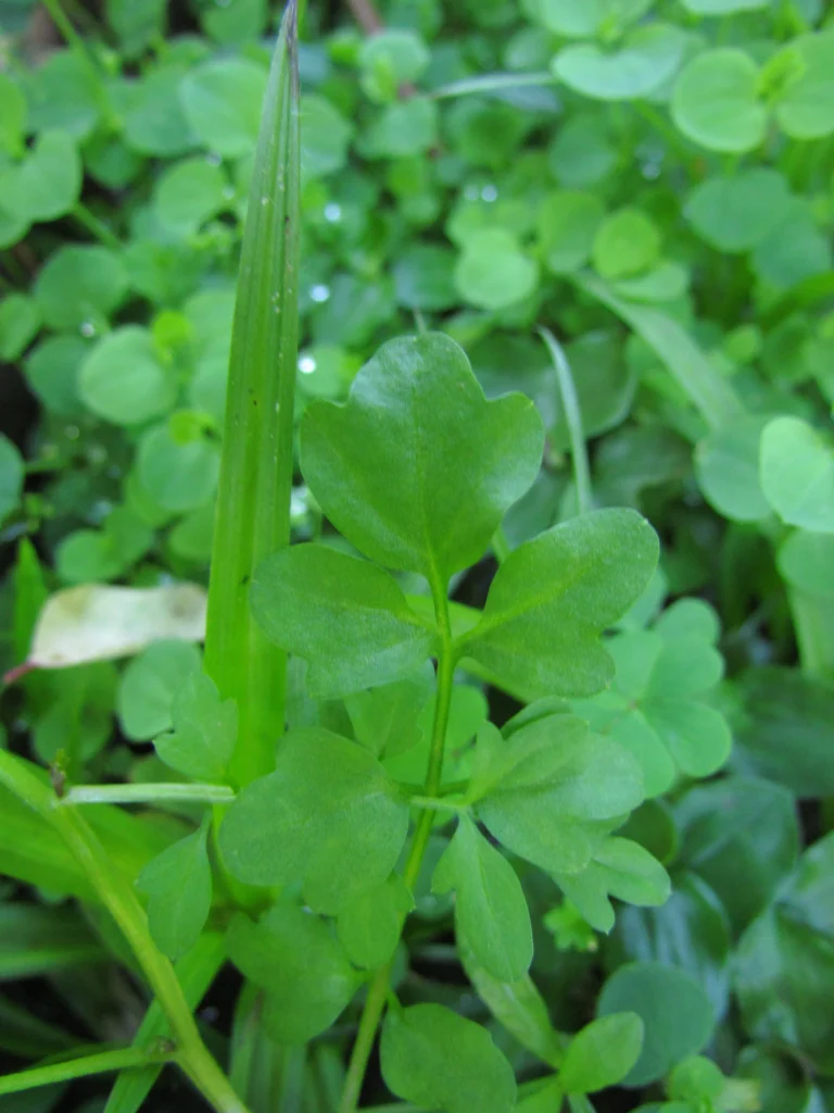 Cardamine bonariensis (14)