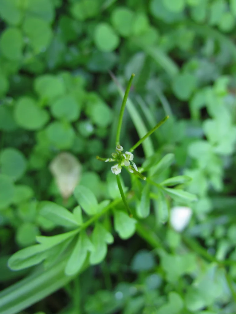 Cardamine bonariensis (11)