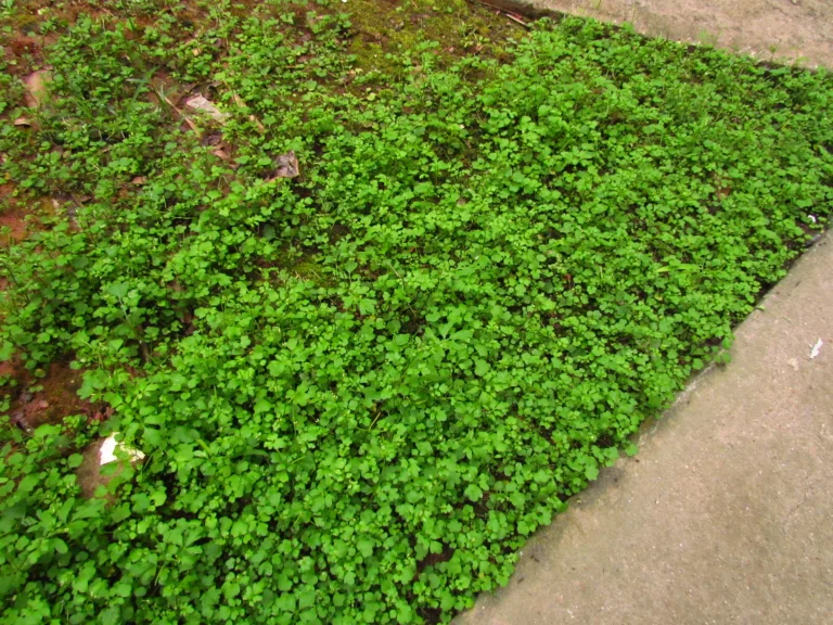 Cardamine bonariensis (6)