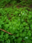 Cardamine bonariensis (3)