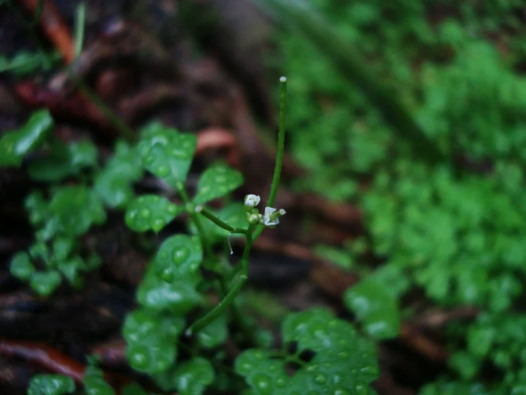 Cardamine bonariensis (4)