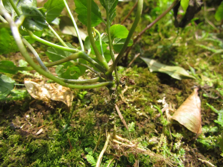 Cardamine africana (16)