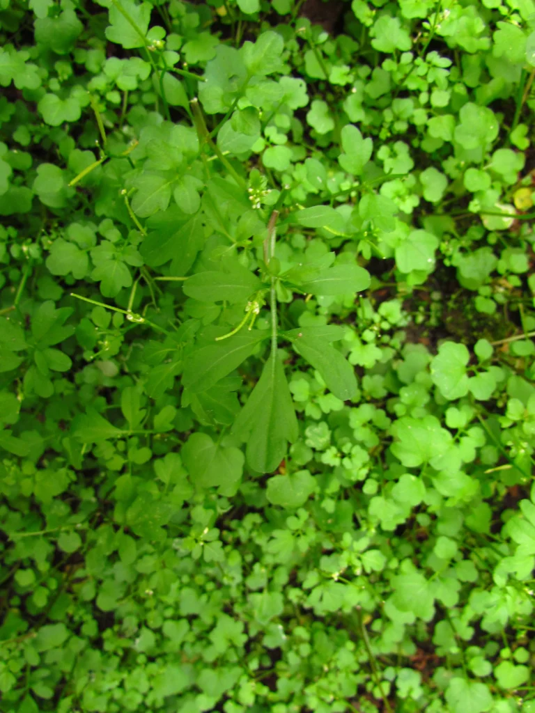 Cardamine bonariensis (1)