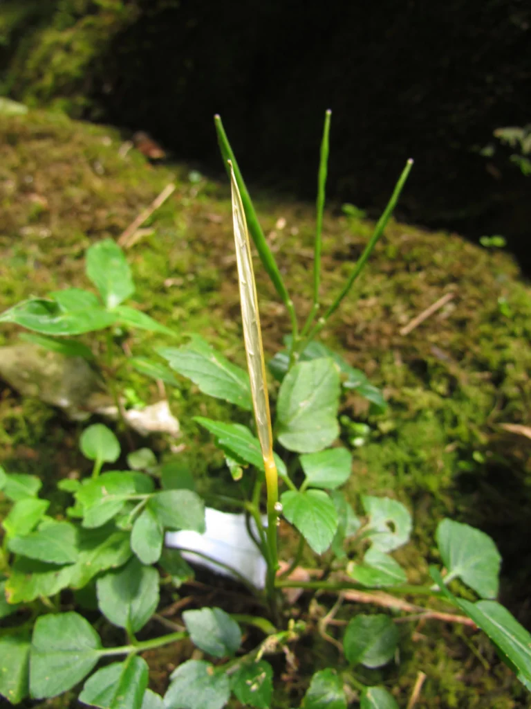 Cardamine africana (14)