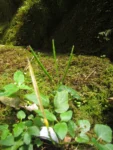Cardamine africana (15)