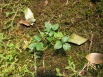 Cardamine africana (12)