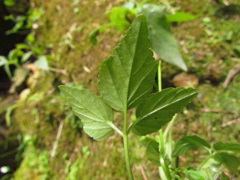 Cardamine africana (11)