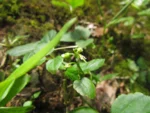 Cardamine africana (7)