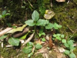 Cardamine africana (2)