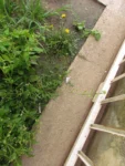 Capsella bursa-pastoris (14)