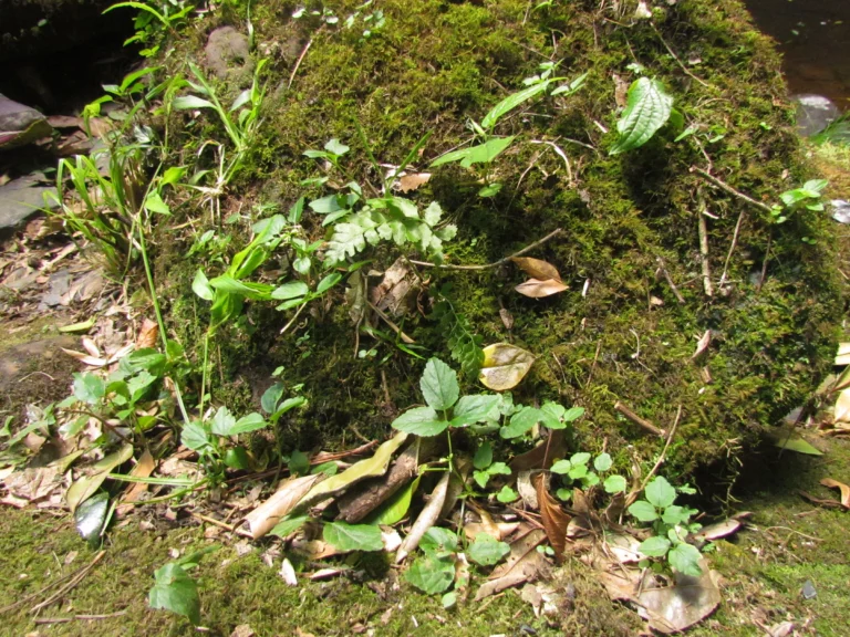 Cardamine africana (1)