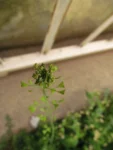 Capsella bursa-pastoris (9)